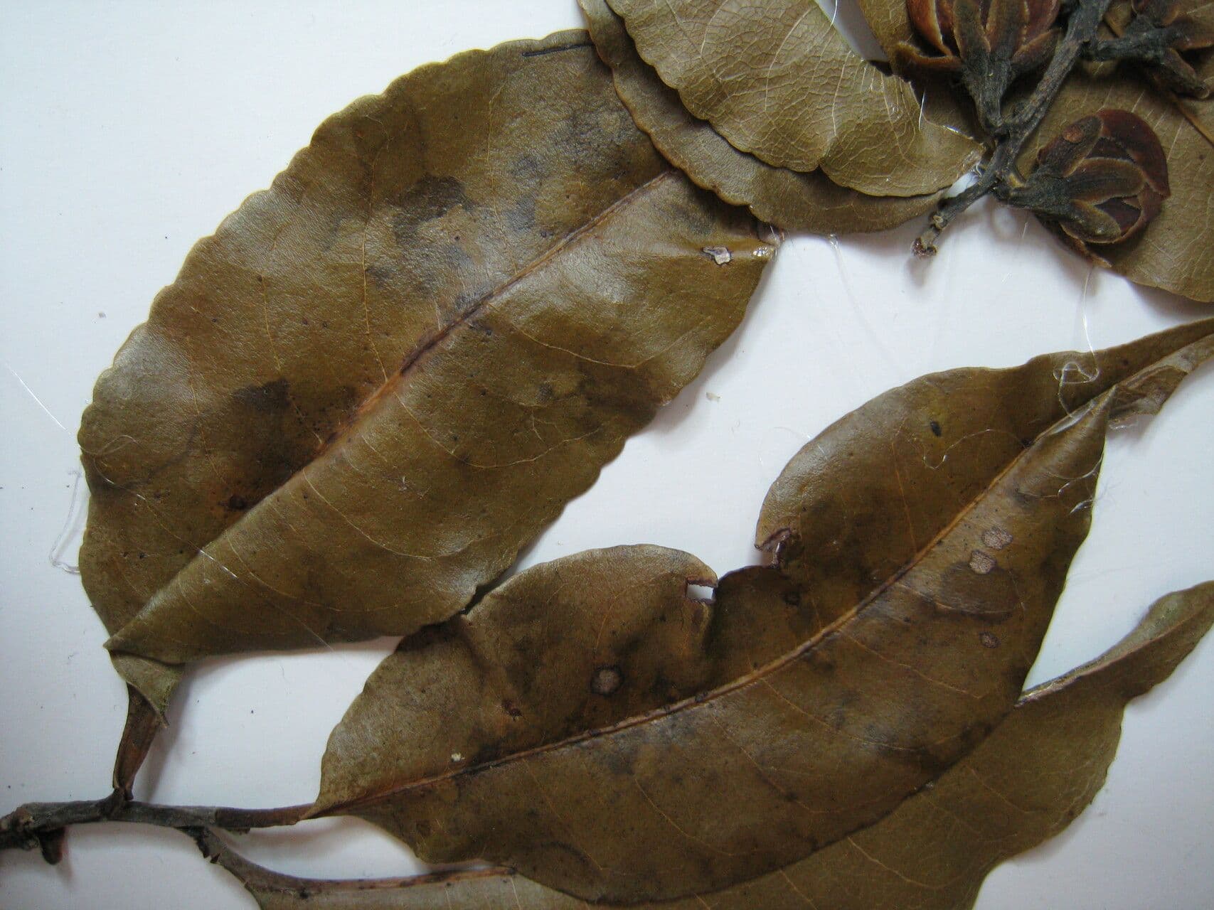 Lecythis cartacea 3