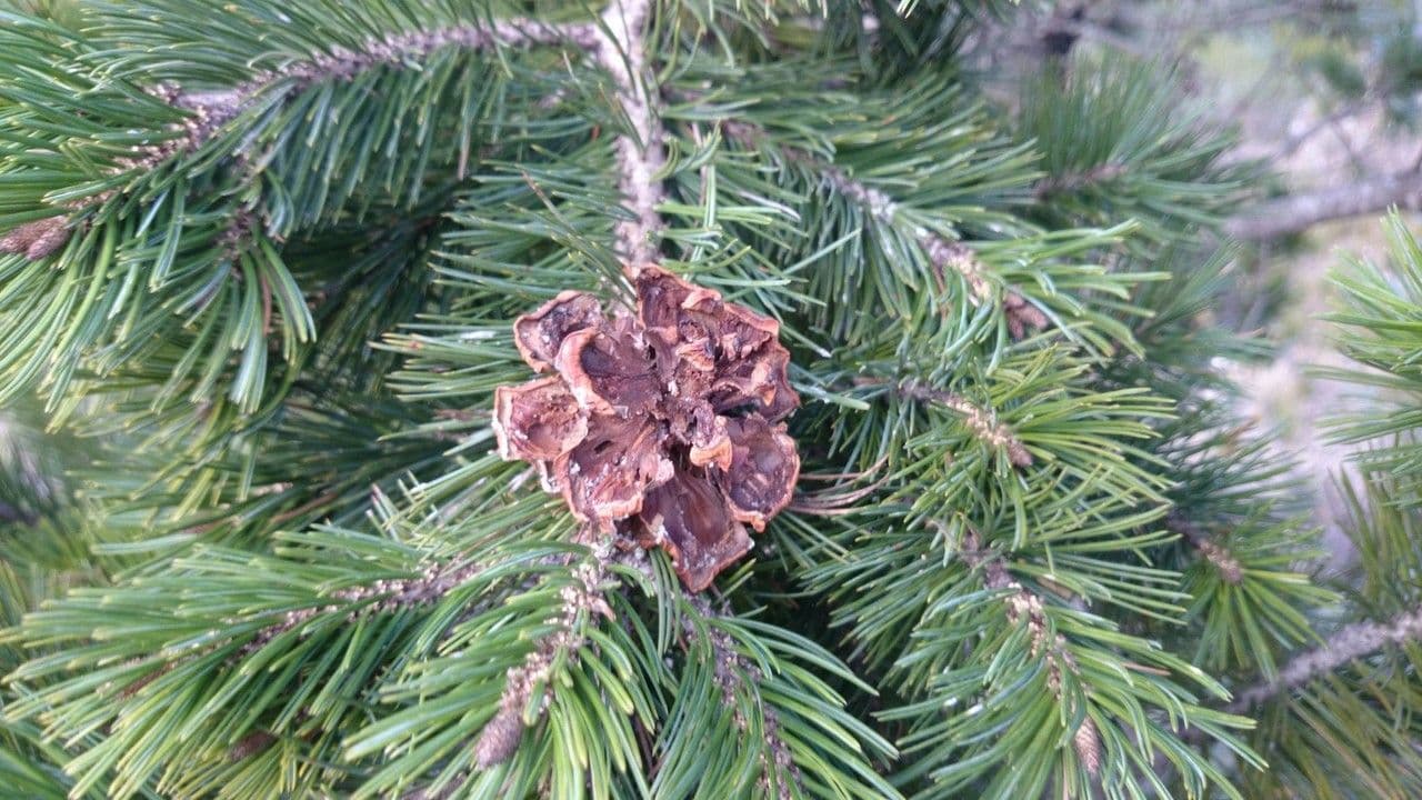 Pinyon pine 7