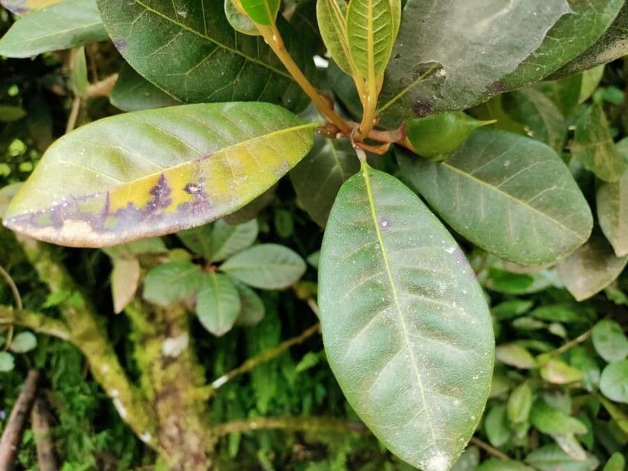 Pouteria 10