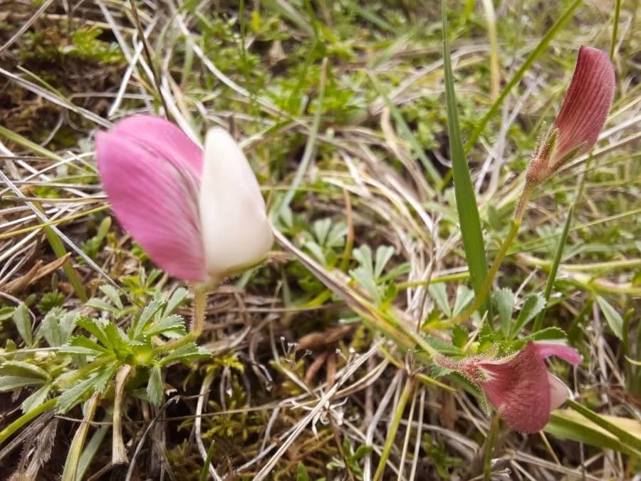 Ononis cristata 6