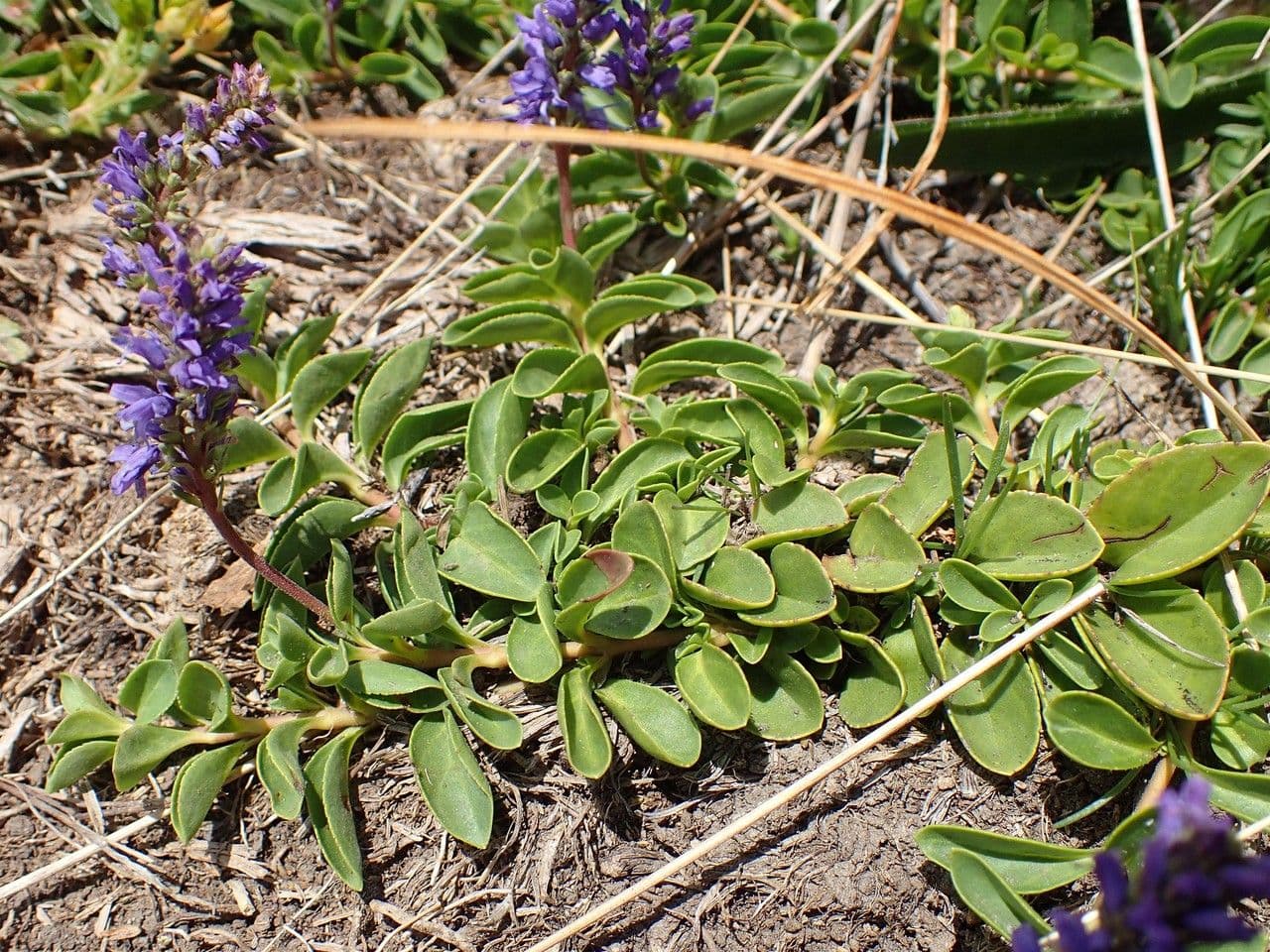 Veronica allionii 10