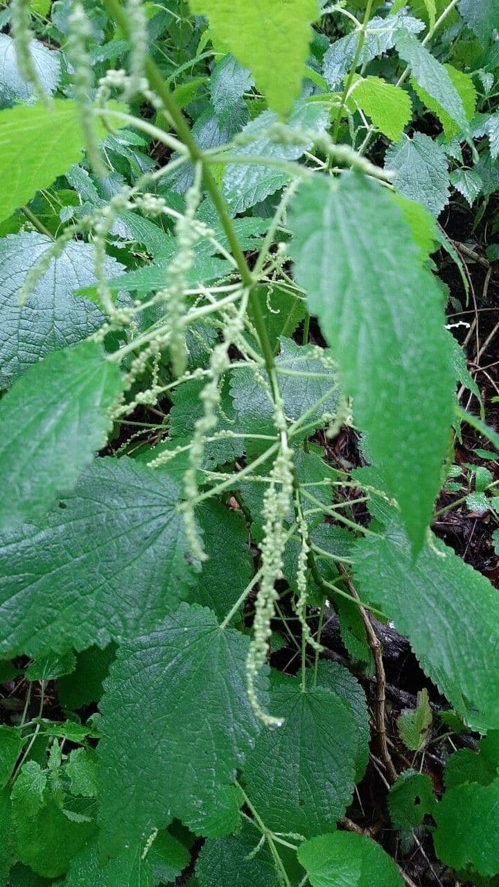 Ortica morifolia