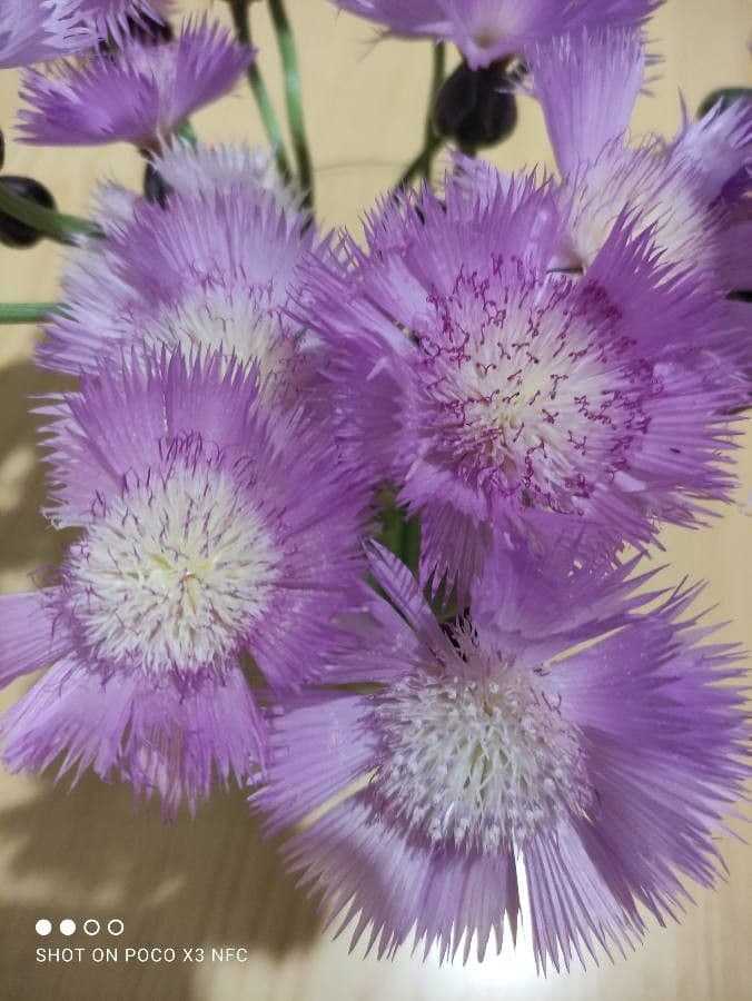Moschus-Rosen-Korbblume 4