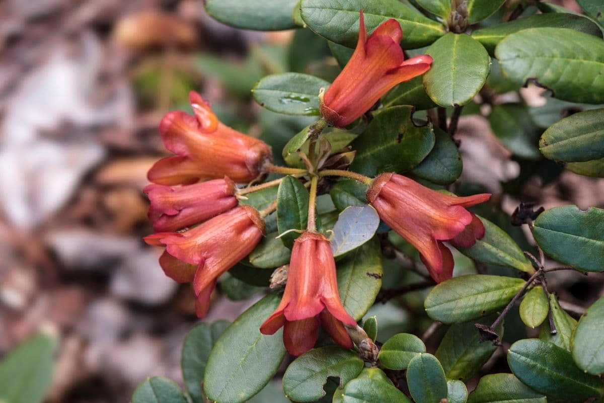 Rododendro 4