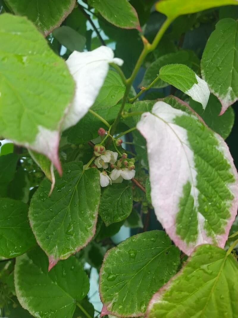 Actinidia kolomikta