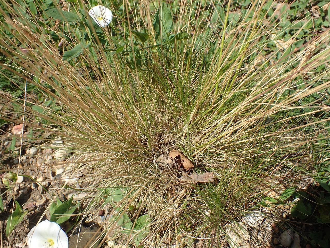 Festuca filiforme 13