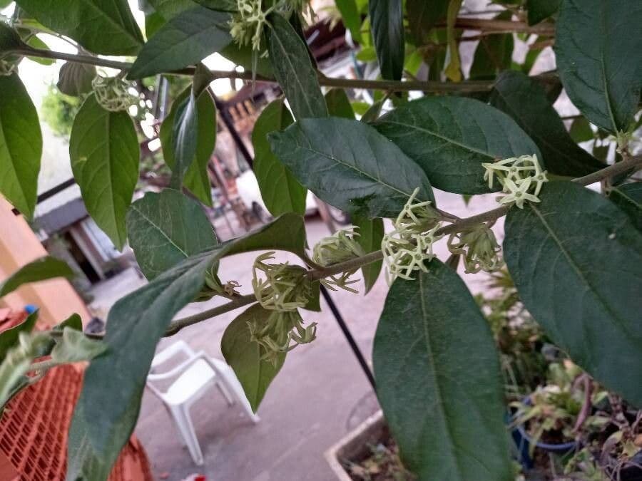 Cestrum nocturno 23