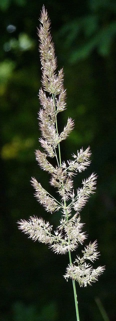 Třtina křovištní 7