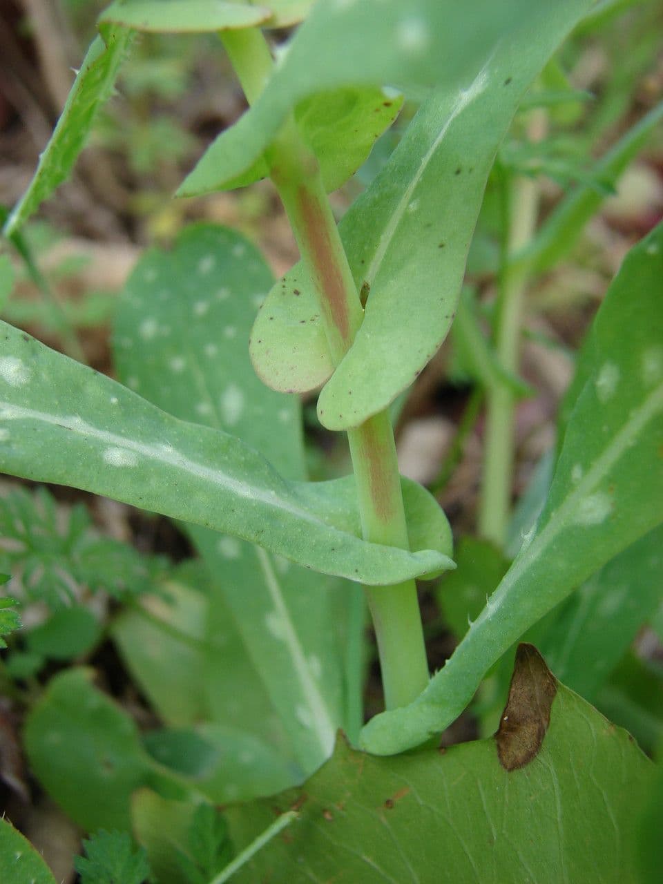 Cerinthe maggiore 25