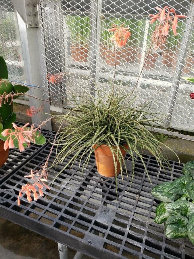 Aloe 3