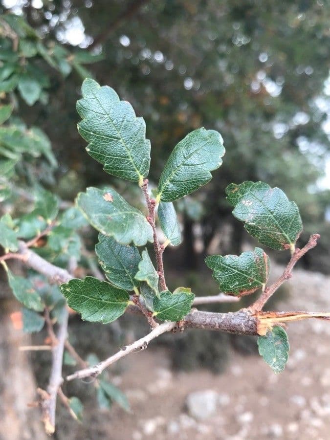 Zelkova cretese 9