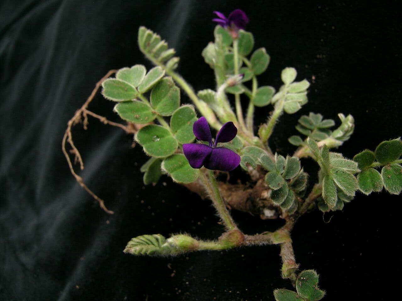 Tibetia 5