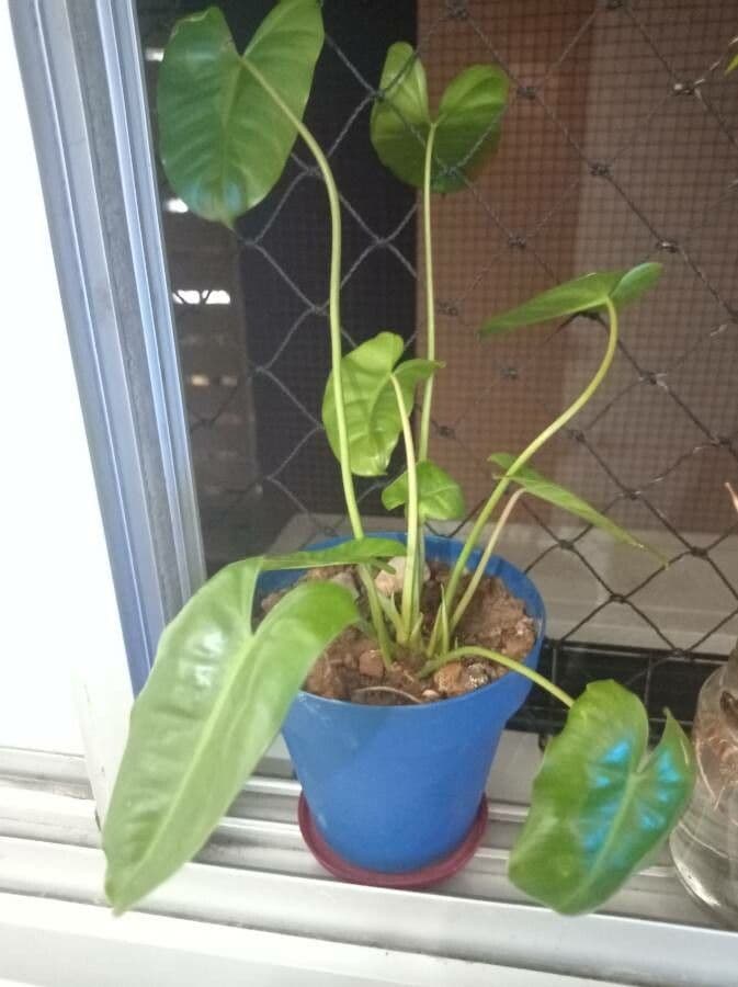 Filodendron Burle-Marxa 6