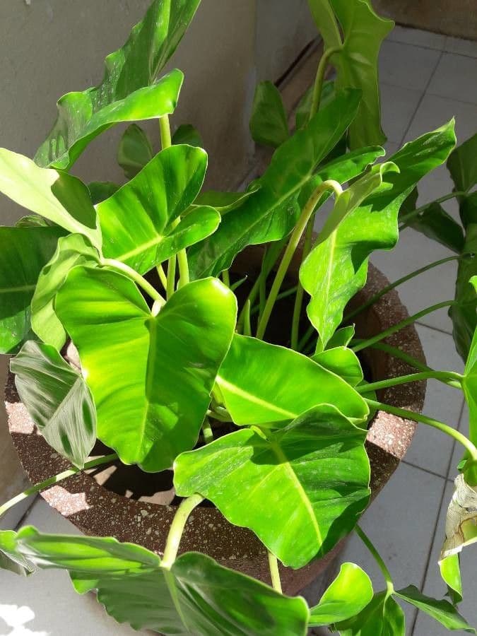 Philodendron 3
