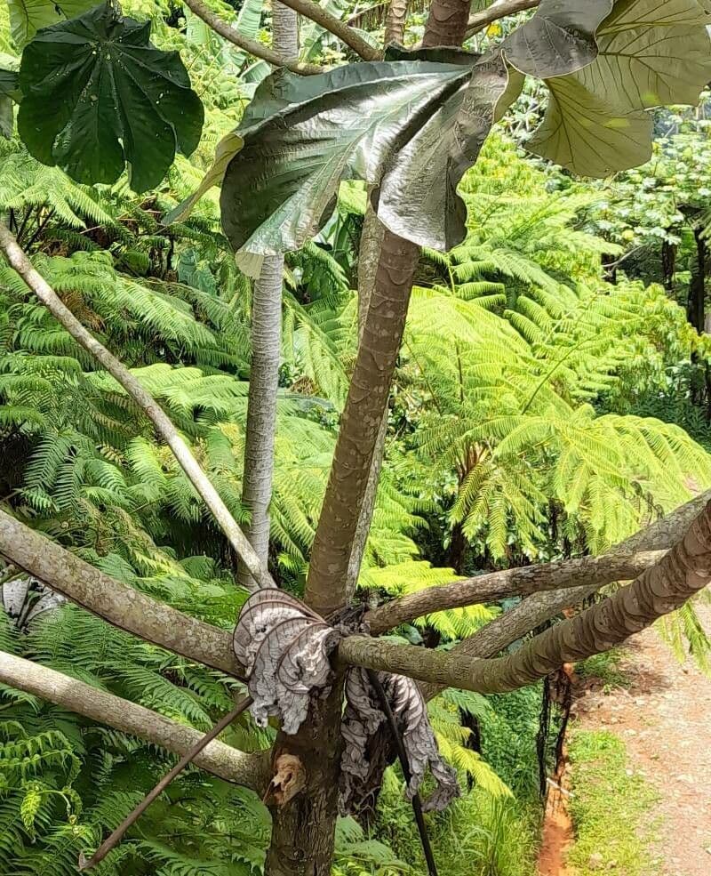 Cecropia 14