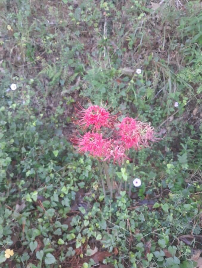 Giglio ragno rosso 10