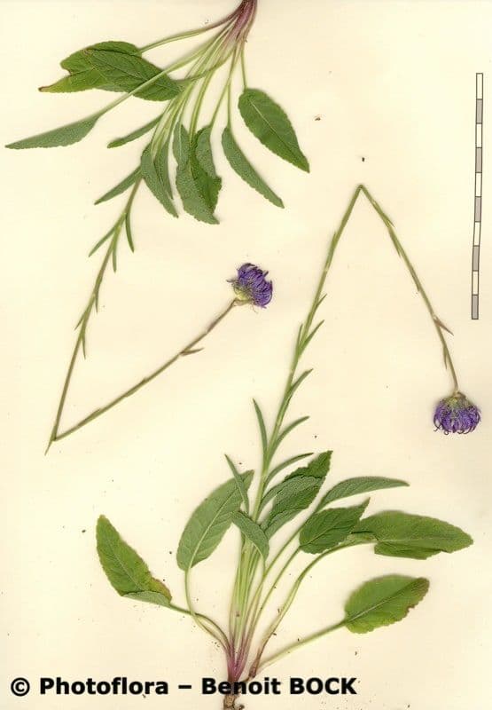 Raponchigo 25