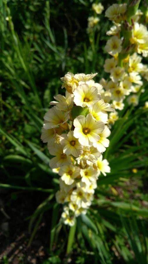 Sisyrinchium striato 8