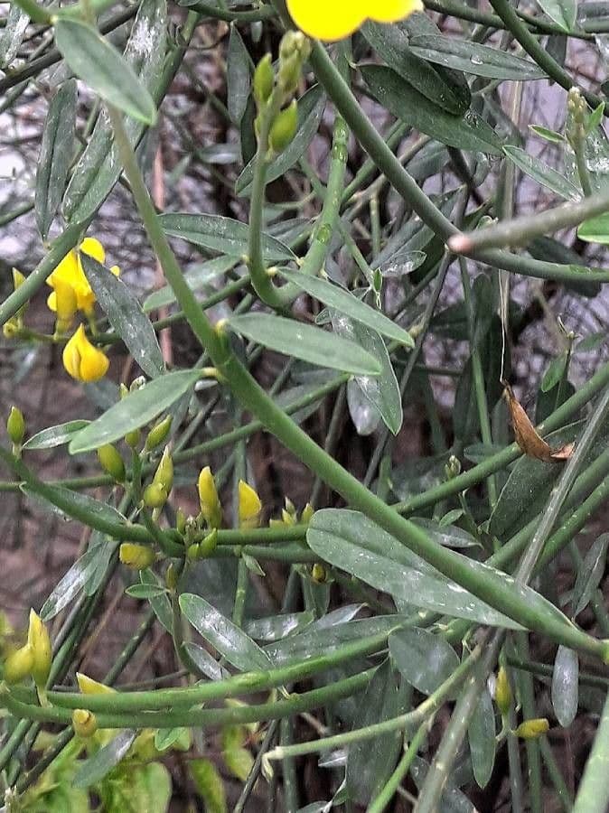 Ginestra odorosa 19