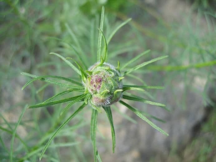 Erigeron 4