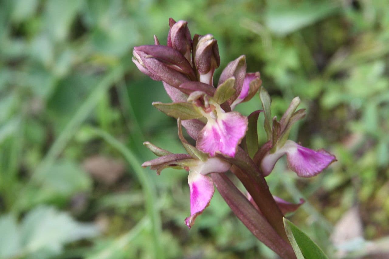 Orchide di collina 3