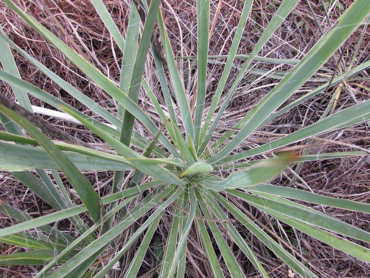 Arkansas-Yucca 14