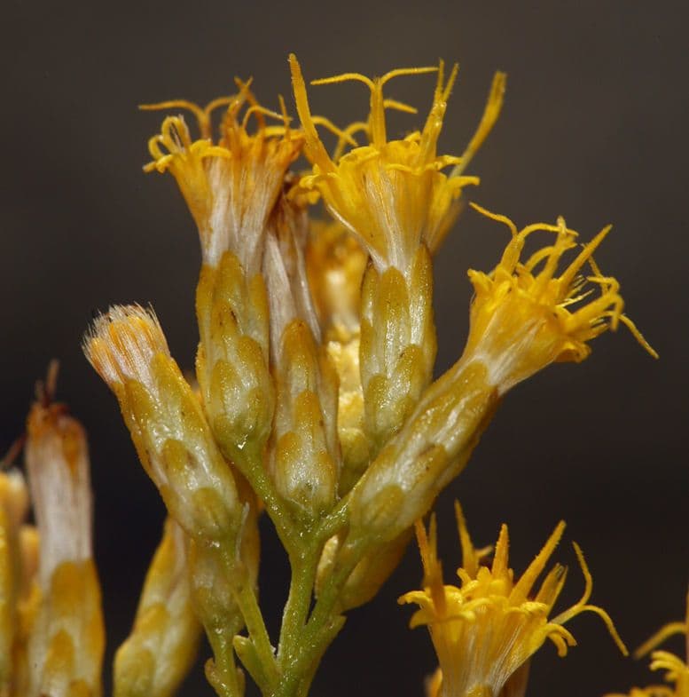 Ericameria paniculata 2