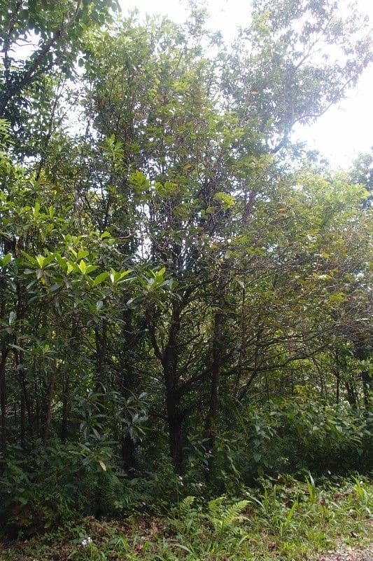 Syzygium 11