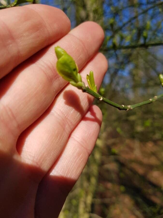 Euonymus 15