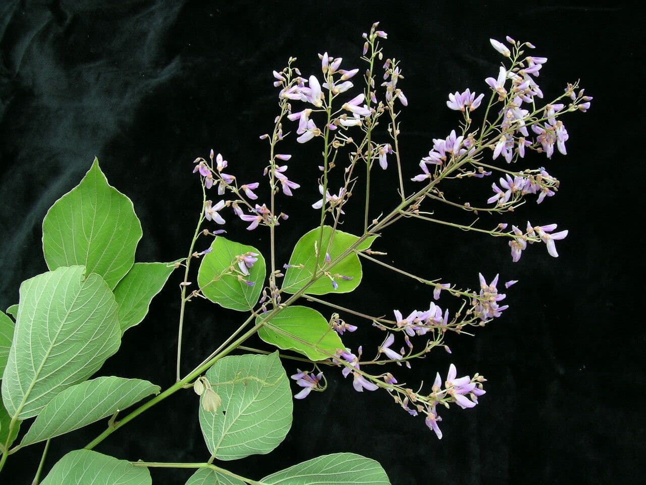Phyllodium 4