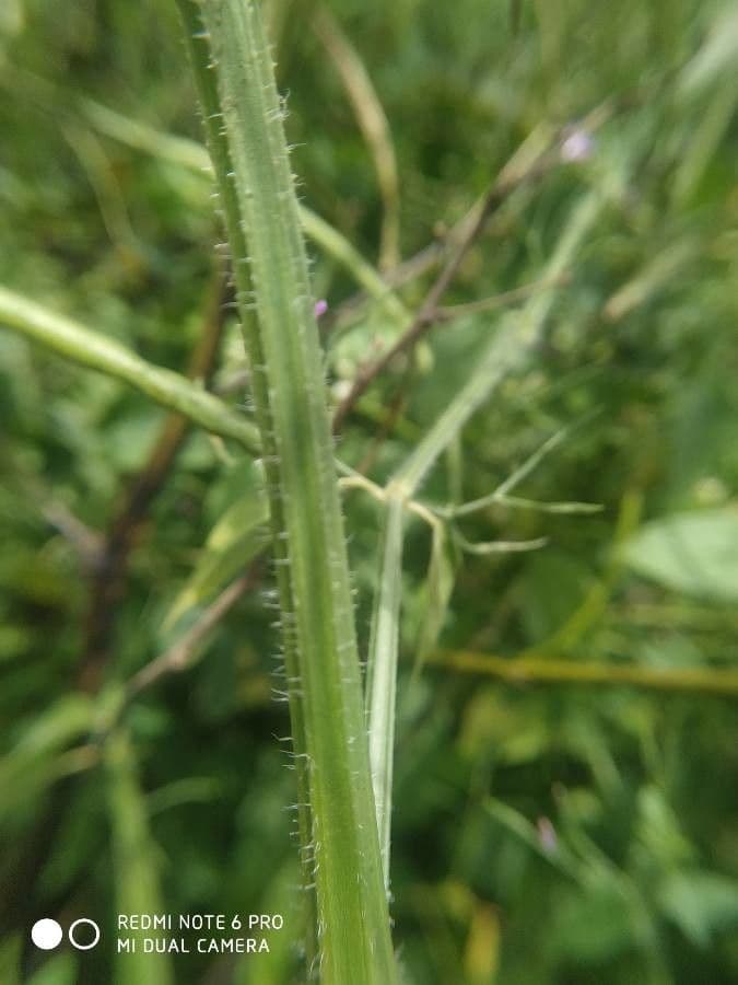 Dicliptera resupinata 13