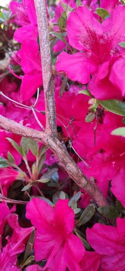 Azalea cinese 17