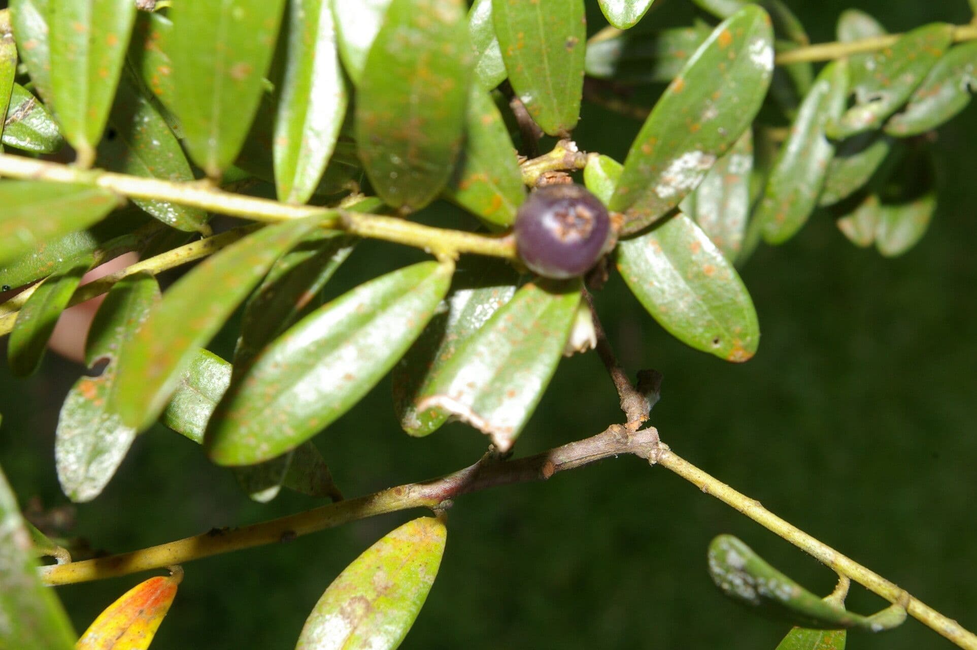 Cavendishia 17