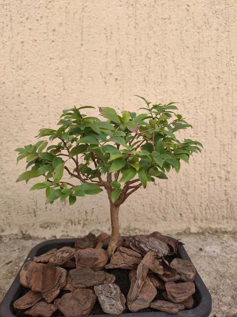 Jabuticaba 20