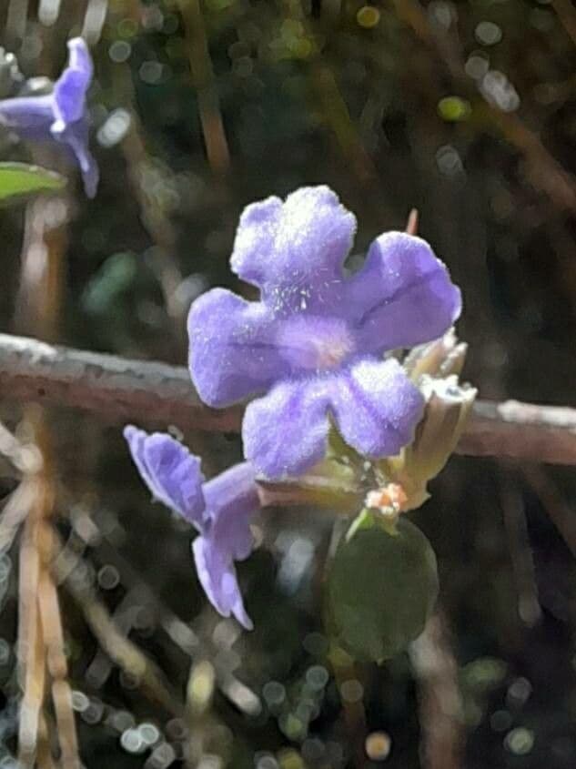 Duranta