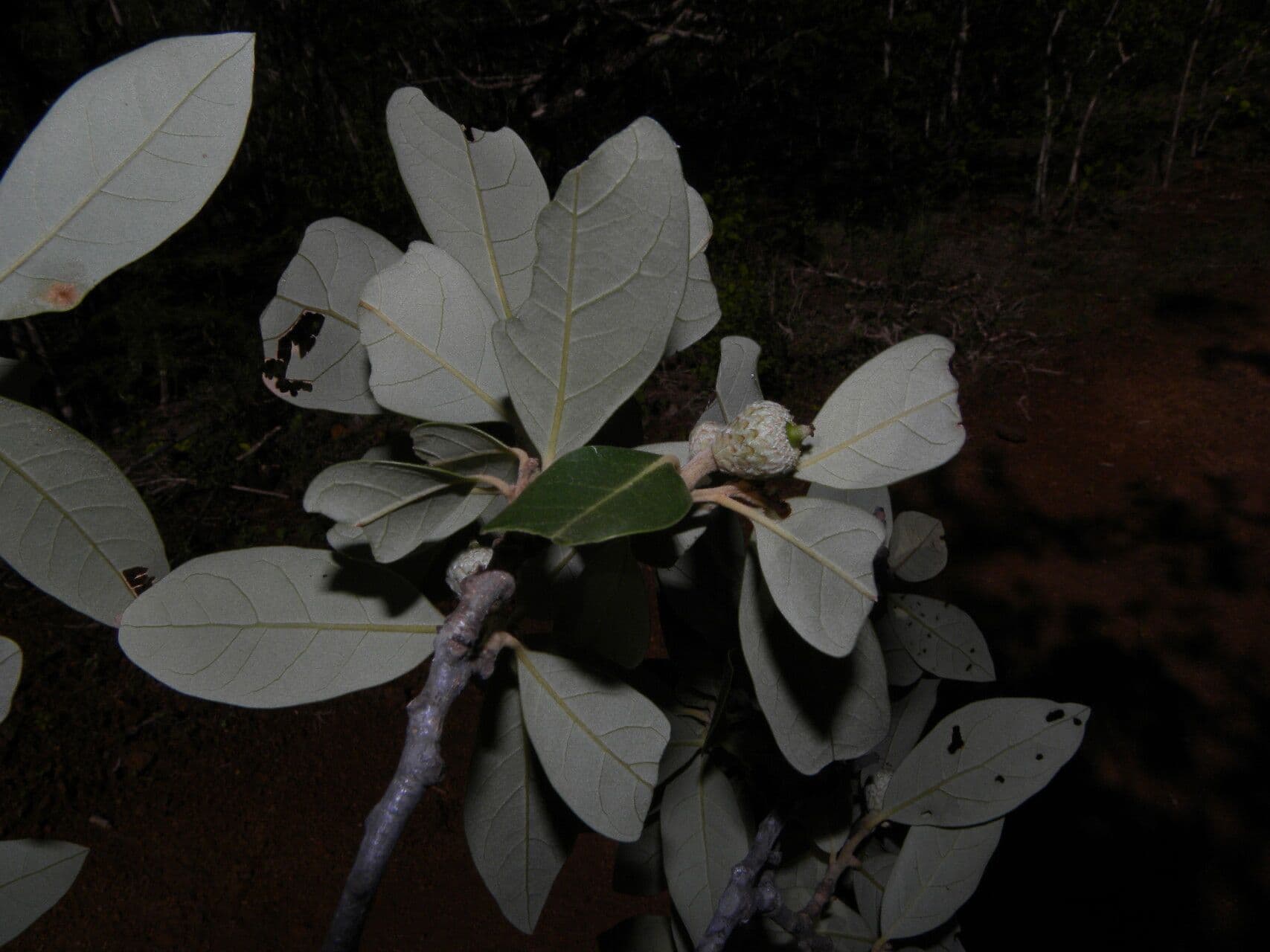 Quercia 10