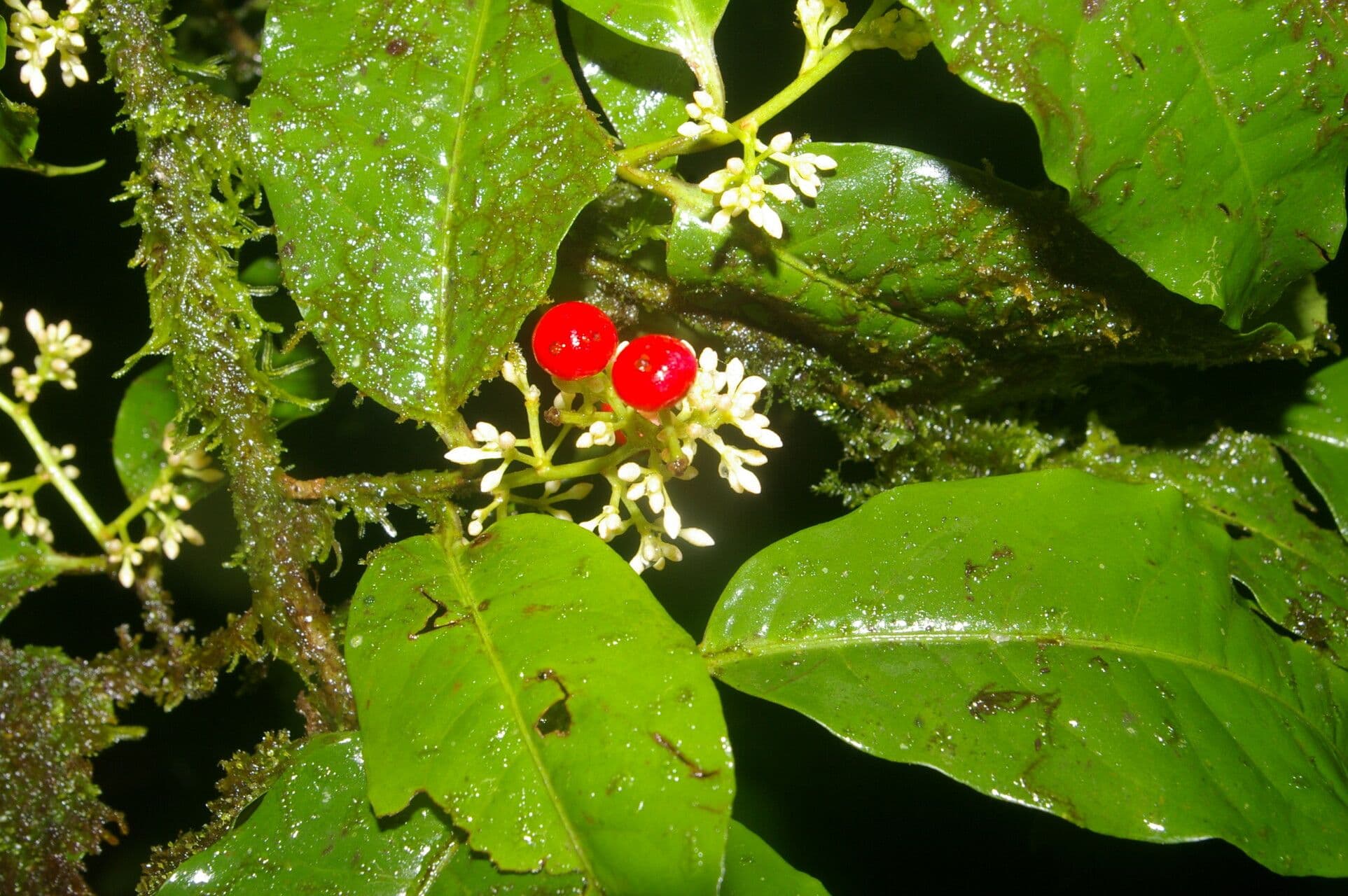 Ardisia de Guyane 6