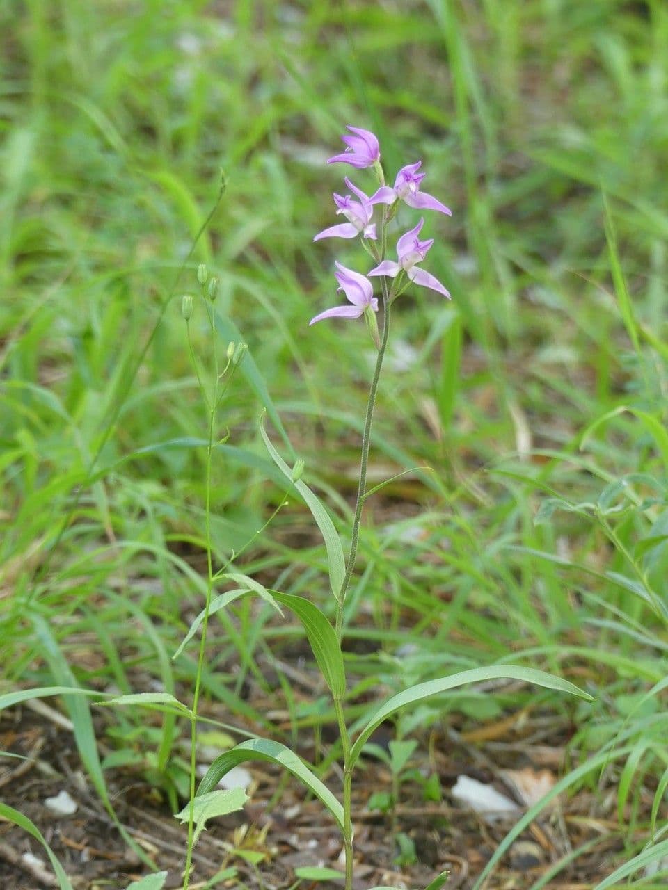Cefalantera roja 13