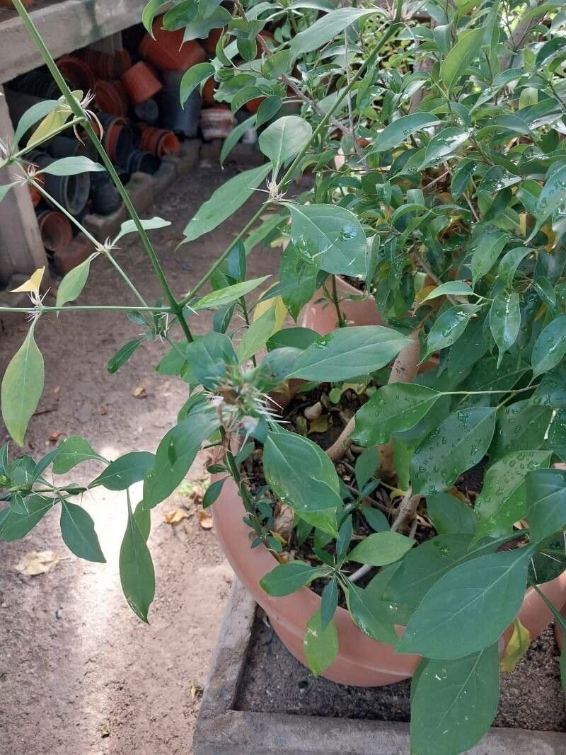 Barleria spinosa