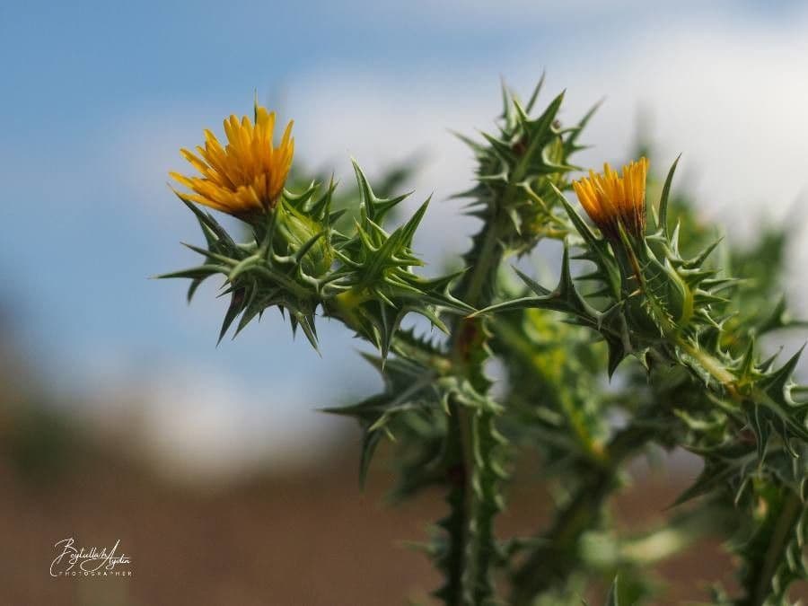 Girasole maculato 10