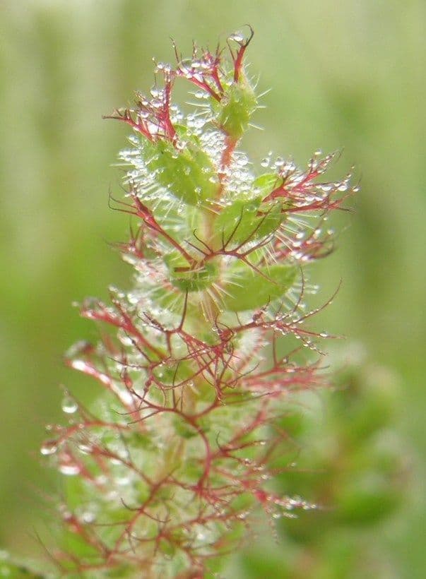 Acalypha phleoides