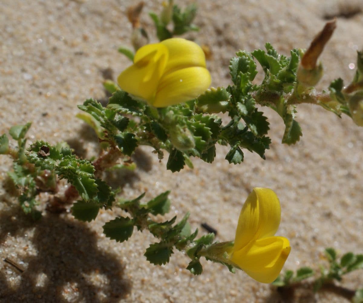 Onide variegata 18