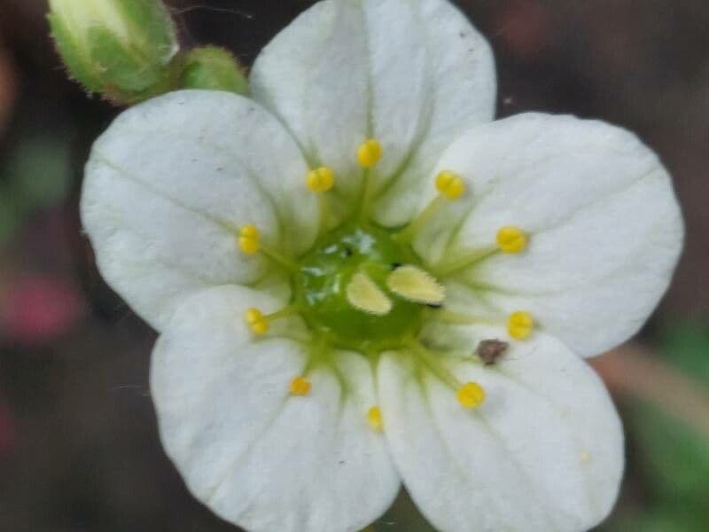 Sabulina 5