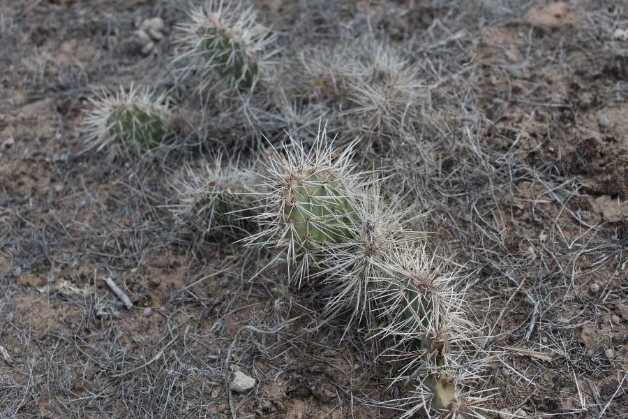 Nopal espinoso 24
