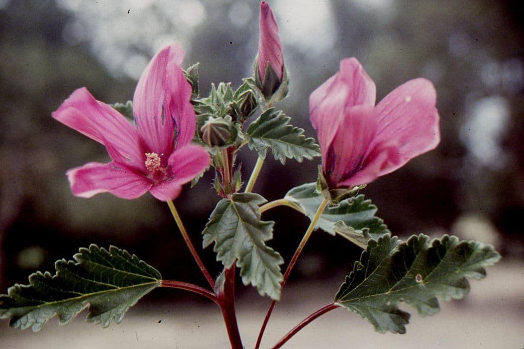 Malope malacoides 6