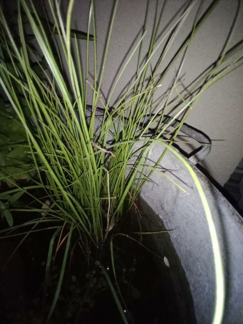 Ostřice přímá 14