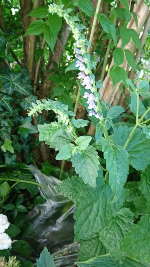 Scutellaria altissima 23