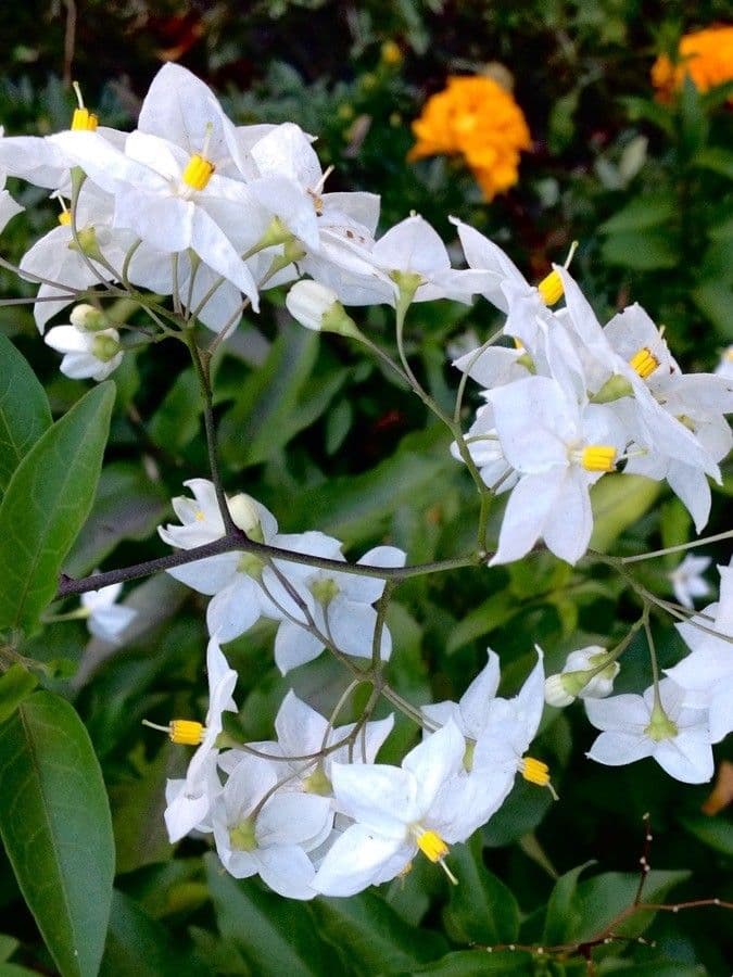 Solanum laxum 14