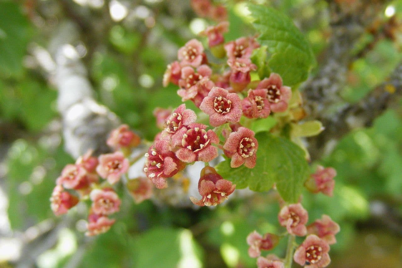 Ribes petraeum 6