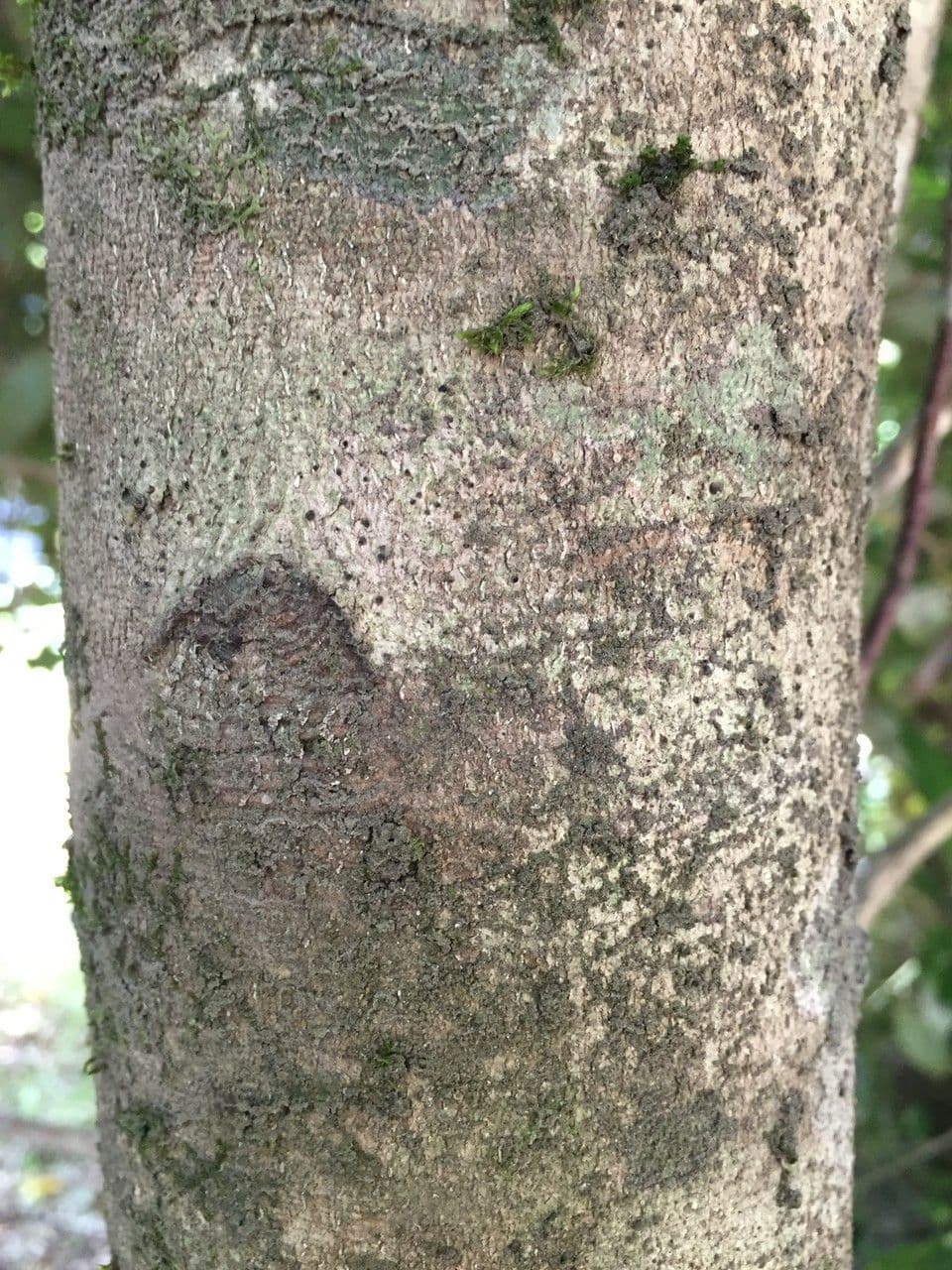 Aextoxicon punctatum 17